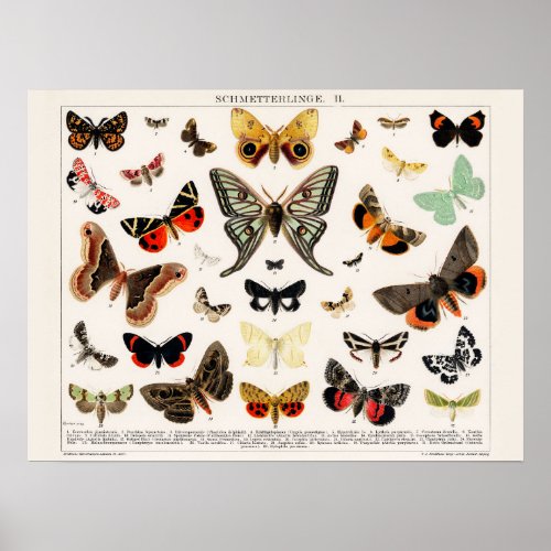 Vintage Butterfly Poster or for Decoupage