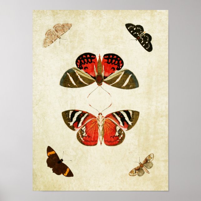 Vintage Butterfly Print 018 (Front)