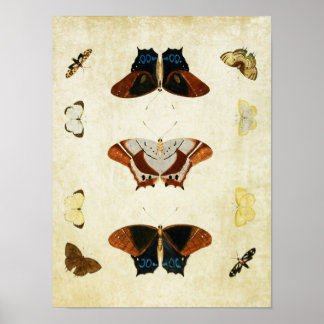 Vintage Butterfly Print 020