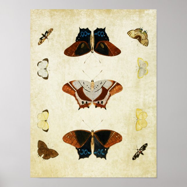 Vintage Butterfly Print 020 (Front)