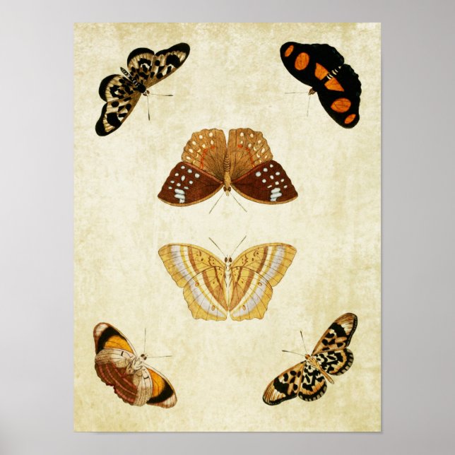 Vintage Butterfly Print 081 (Front)