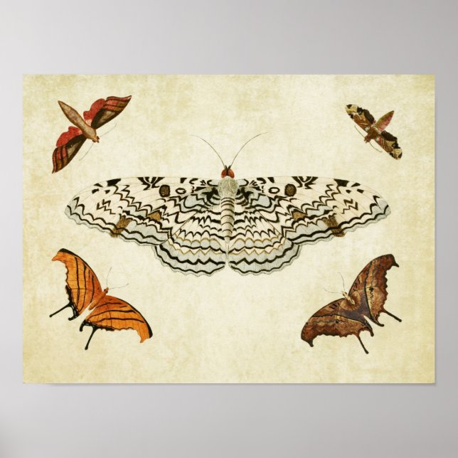 Vintage Butterfly Print 087 (Front)