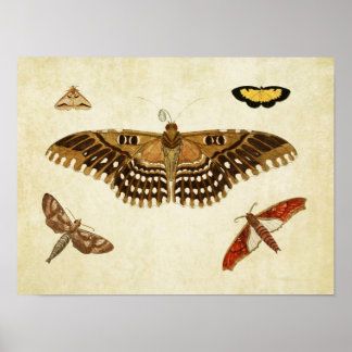 Vintage Butterfly Print 088