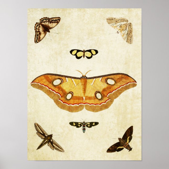 Vintage Butterfly Print 146 (Front)