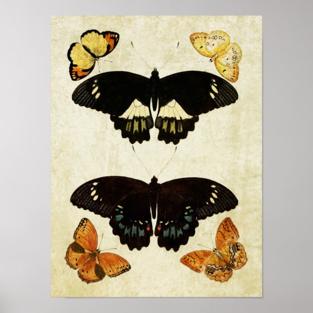 Vintage Butterfly Print 157 (Front)