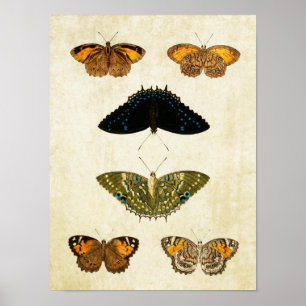 Vintage Butterfly Print 161