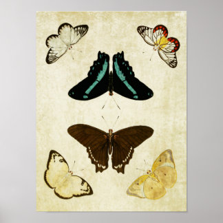 Vintage Butterfly Print 187