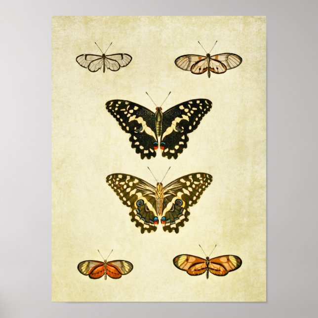 Vintage Butterfly Print 231 (Front)