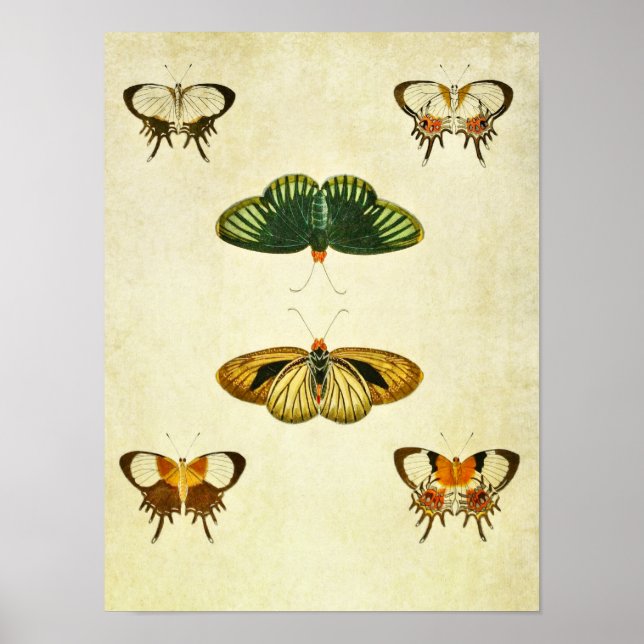 Vintage Butterfly Print 244 (Front)