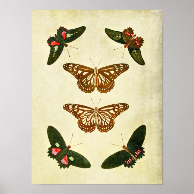 Vintage Butterfly Print 279 (Front)