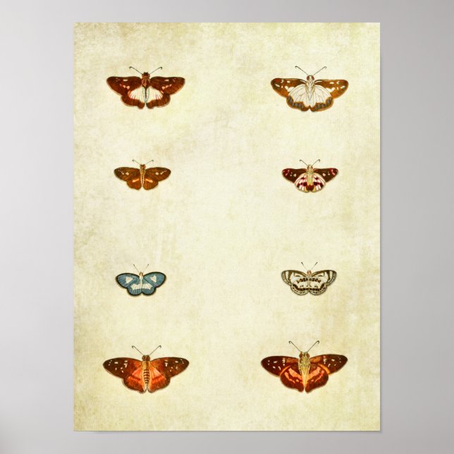 Vintage Butterfly Print 300 (Front)