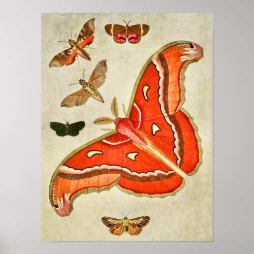 Vintage Butterfly Print 381