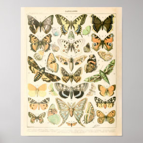 Vintage Butterfly Print - Adolphe Millot Poster