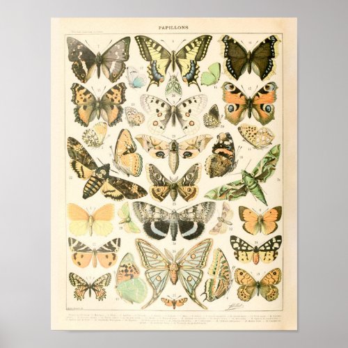 Vintage Butterfly Print _ Adolphe Millot Poster