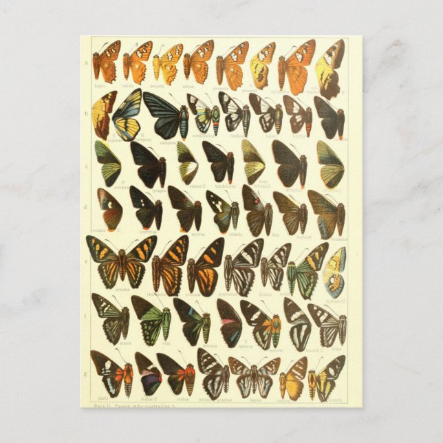 Vintage Butterfly Species Diagram Postcard (Front)