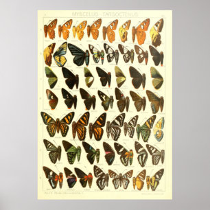 Vintage Butterfly Species Diagram Poster