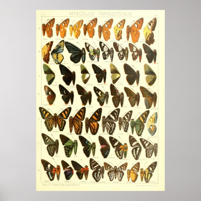 Vintage Butterfly Species Diagram Poster (Front)