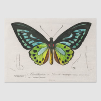 Vintage Butterfly Specimen Print Tissue Paper