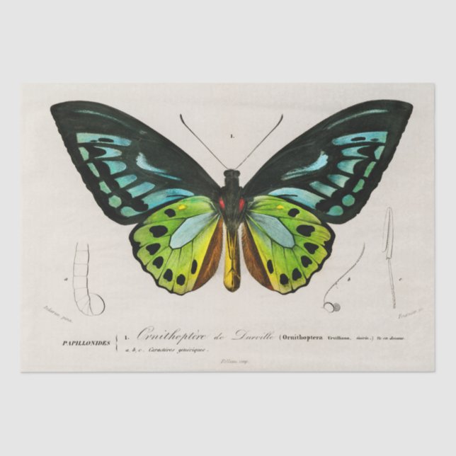Vintage Butterfly Specimen Print Tissue Paper (Front)