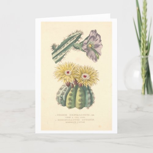 Vintage Cactus Botanical Illustration Card