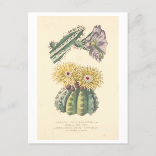 Vintage Cactus Botanical Illustration Postcard
