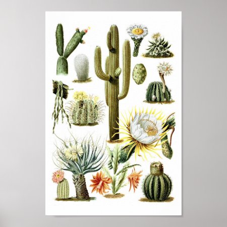 Vintage Cactus Botanical Illustration Poster