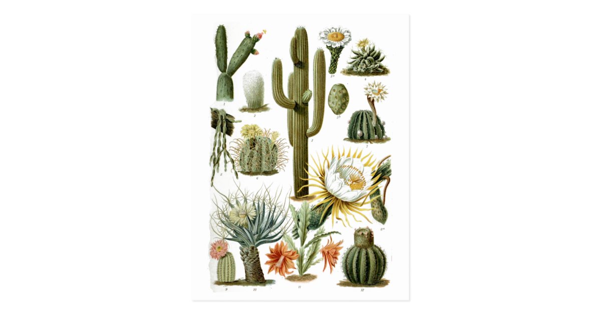 vintage-cactus-chart-postcard-zazzle