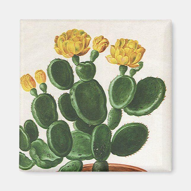 Vintage Cactus Flowers, Succulent Cacti Plants Magnet (Front)