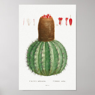 Vintage Cactus Illustration Poster