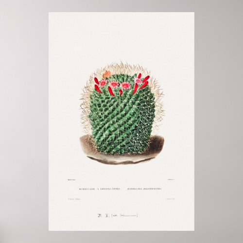 Vintage Cactus Illustration Poster
