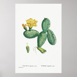 Vintage Cactus Illustration Poster