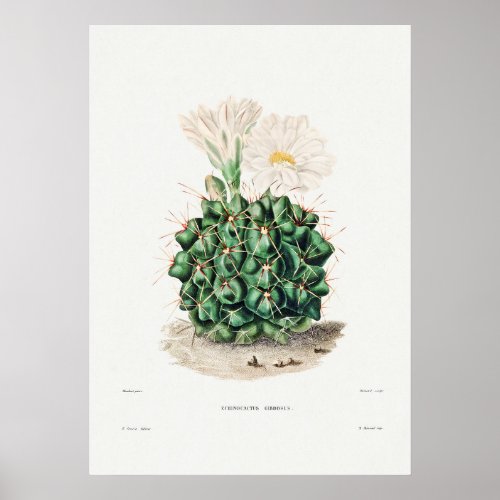 Vintage Cactus Illustration Poster