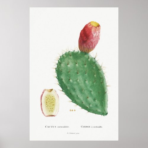Vintage Cactus Illustration Poster