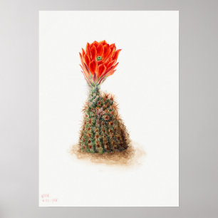 Vintage Cactus Illustration Poster