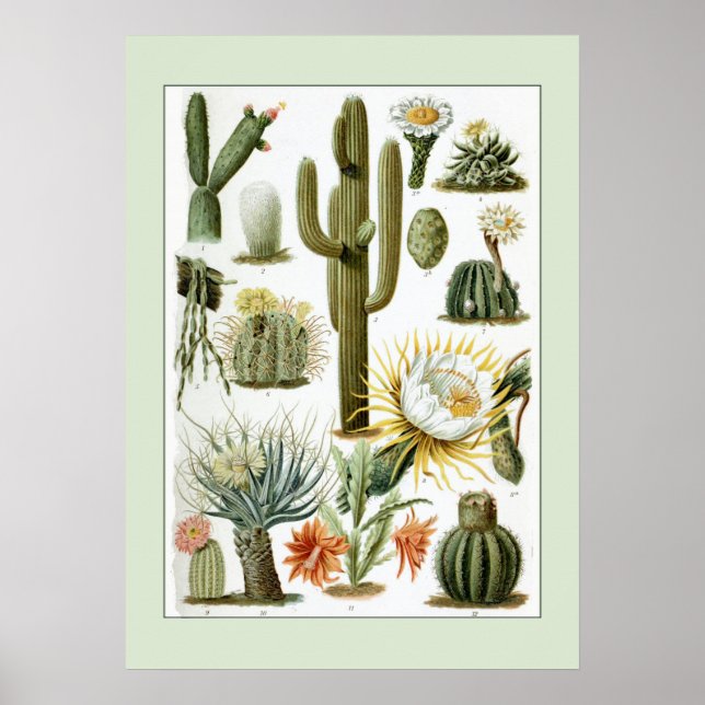 Vintage Cactus Scientific Illustration Poster (Front)