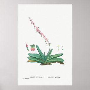 Vintage Cactus/Succulent Illustration Poster