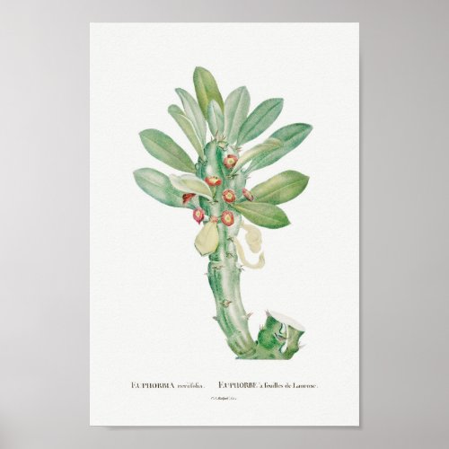 Vintage CactusSucculent Illustration Poster