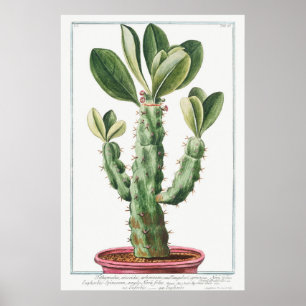 Vintage Cactus/Succulent Illustration Poster
