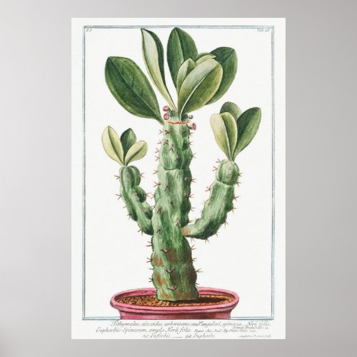 Vintage CactusSucculent Illustration Poster