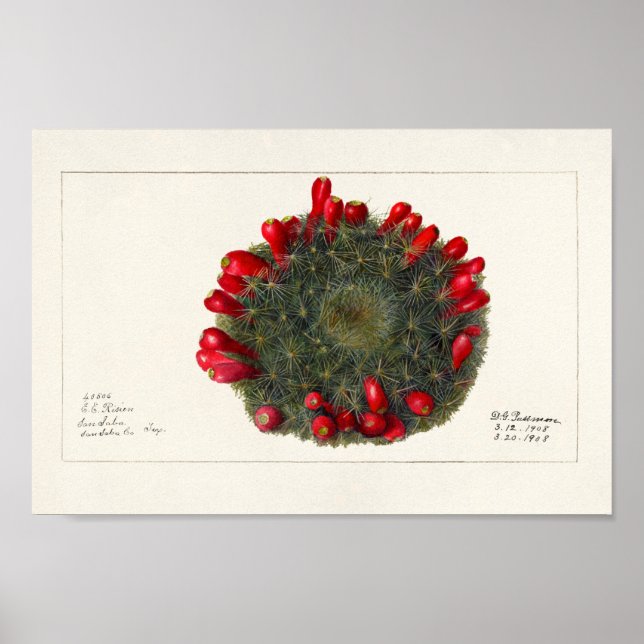 Vintage Cactus/Succulent Illustration Poster (Front)