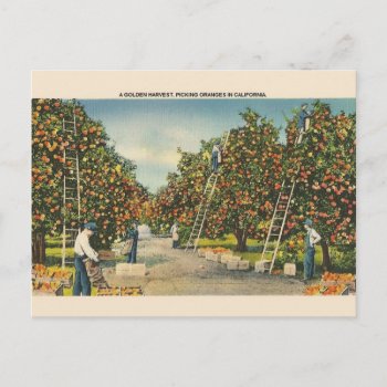 Vintage California Oranges Post Card by RetroMagicShop at Zazzle