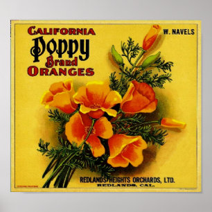 Vintage California Poppy Oranges Poster