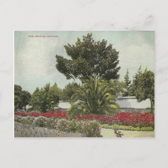 Vintage California Postcard (Front)