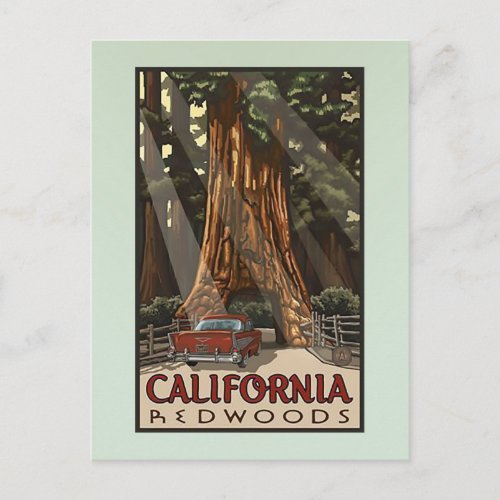 Vintage California Redwoods Travel Postcard