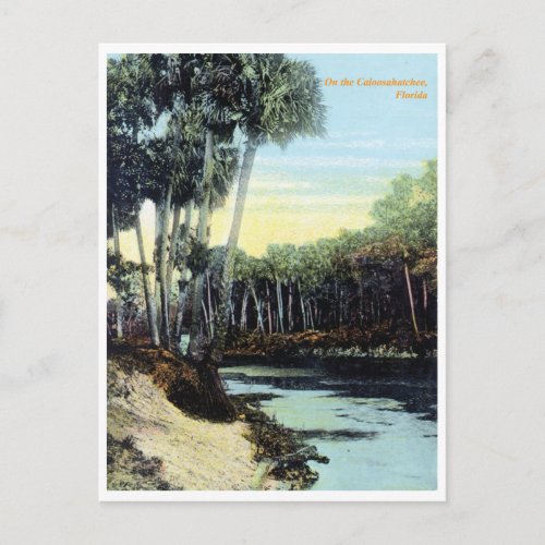 Vintage Caloosahatchee River Florida Postcard