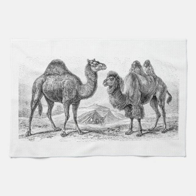 Vintage Camel Illustration - Retro Antique Camels Kitchen Towel (Horizontal)