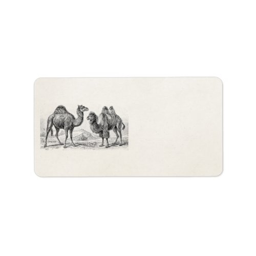 Vintage Camel Illustration _ Retro Antique Camels Label