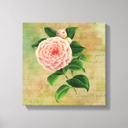 Vintage Camellia French Botanical Canvas Print