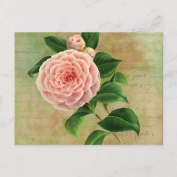 Vintage Camellia French Botanical Postcard by encore_arts at Zazzle