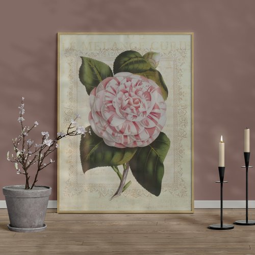 Vintage Camellia Shabby Country Cottage Elegance Poster